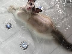 -十年猫舍·猫咪专门店(普陀店)