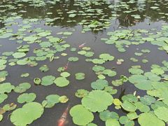 -鹅湖玫瑰文化园
