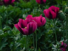 -国家植物园南园