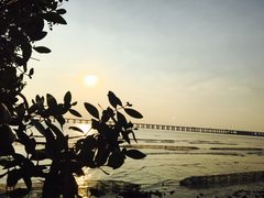 -宝安西湾红树林湿地公园