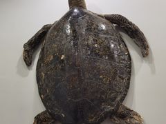 -游龙石文化科普馆