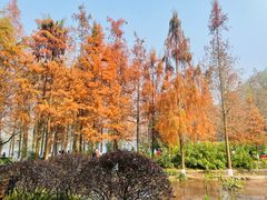 -重庆彩云湖湿地公园