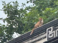 -夫子庙秦淮河画舫