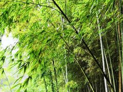 -宝岩生态观光园
