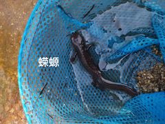 -马峦山郊野公园
