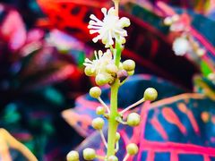 -云溪植物园