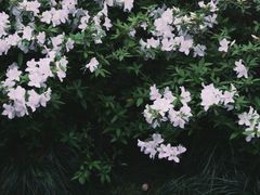 -临平公园(临平街道)