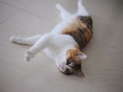 -东莞宠友24H宠物中心医院·转诊夜诊·异宠(新河北路院)