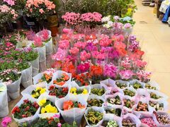 -双季花艺园艺市场(浦东店)