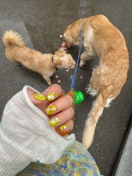 -LADYGIRL·Nail·Lash·美甲美睫