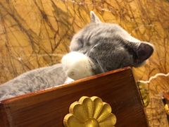 -more than meow吴止猫主题餐厅(承德 中船汇店)