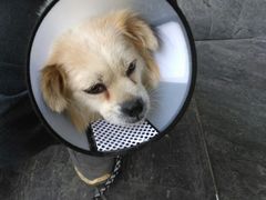 -伟伟宠物医院·CT影像中心·瑞派犬猫综合性门诊(汉口总院)