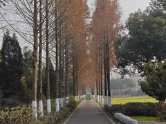 -合肥滨湖国家森林公园