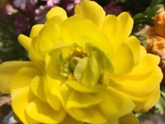 -三圣花乡旅游区