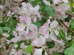-海棠花溪(元大都城垣遗址公园)