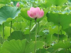-莲湖公园