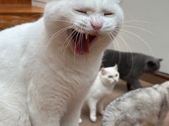 -有猫主题·治愈系猫咖(曾厝垵店)