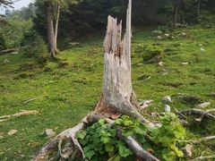 -老秃顶草原景区
