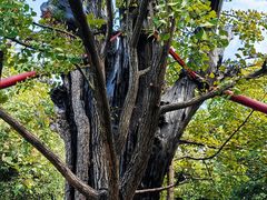 -上海佘山国家森林公园天马山园