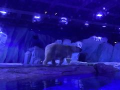 -上海海昌海洋公园-冰山北极馆