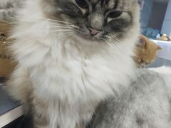 -喵的天空名猫咖啡馆·撸猫·猫舍·用品