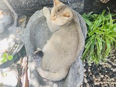 -喵屿·大理花园猫咖