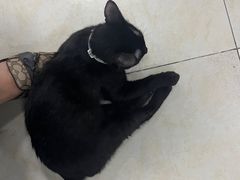 -天宠宠物医院24小时·急重症诊疗中心·全科·腔镜特色(和平分院)