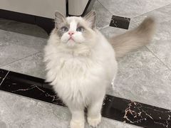 -喜洋洋宠物医院(震川路总店)