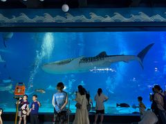 -烟台海昌鲸鲨海洋公园