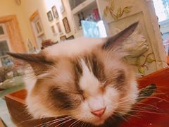 -猫色咖啡·猫咖