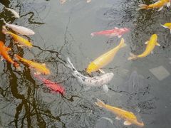 -九尺赵老四鲜鹅肠火锅