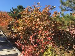 -北京西山国家森林公园