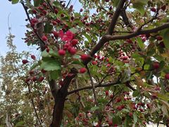 -长白岛森林公园