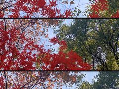 -灵隐飞来峰景区