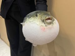 -鲐赏河豚(长寿店)