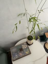 -木棉问题肌·肩颈·纹绣