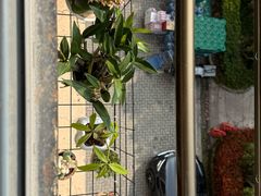 -龙大花卉苗木市场