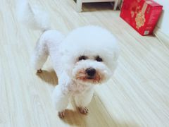 -PETKIT小佩宠物·低压洗护(国顺东路店)