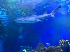 -江和美海洋公园