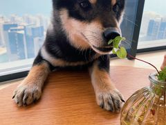 -柴犬小屋·柴餐厅·狗咖食堂(金鼎广场店)