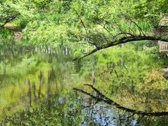 -上海共青森林公园