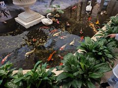 -白天鹅宾馆-宏图府餐厅