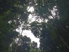 -西双版纳原始森林公园