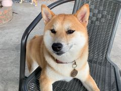 -柴犬高等学院·狗咖·柴犬售卖·宠物训练