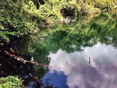 -武吉知马自然保护区