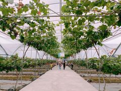 -金谷域澳洲庄园