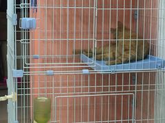 -酷狗靓猫宠物·洗护·美容·寄养(航北路店)