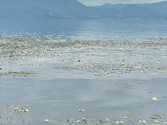 -洱海月湿地公园