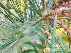 -永定河休闲森林公园