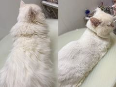 -囡的喵喵酱·萌宠生活馆·宠物洗护美容(胶州路店)